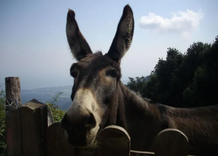 Appartement Sole E Ventu 50qm By Interhome *